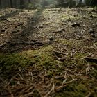 Waldboden im Abendlicht