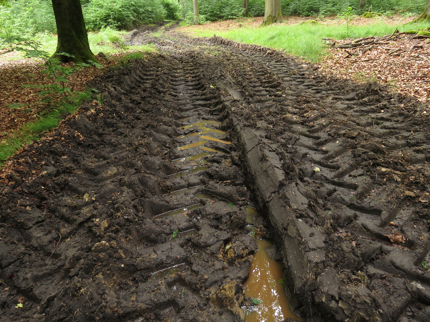 Waldboden im Arnsberger Wald nach Harvestereinsatz