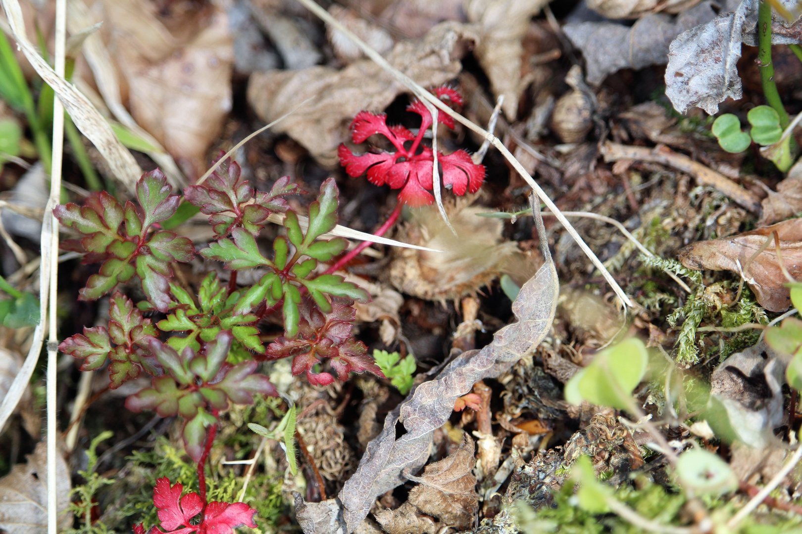 Waldboden im Frühling