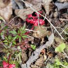 Waldboden im Frühling