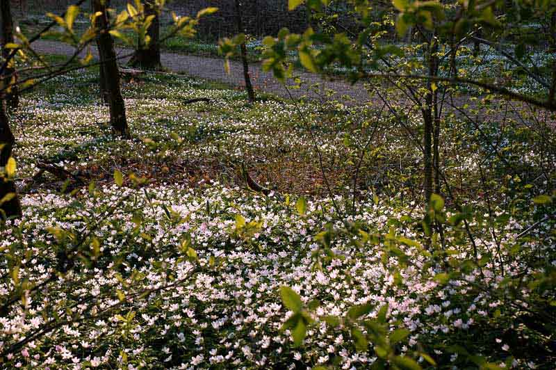 Waldboden im Frühling