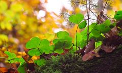 Waldboden im Herbst