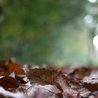 Waldboden im Herbst