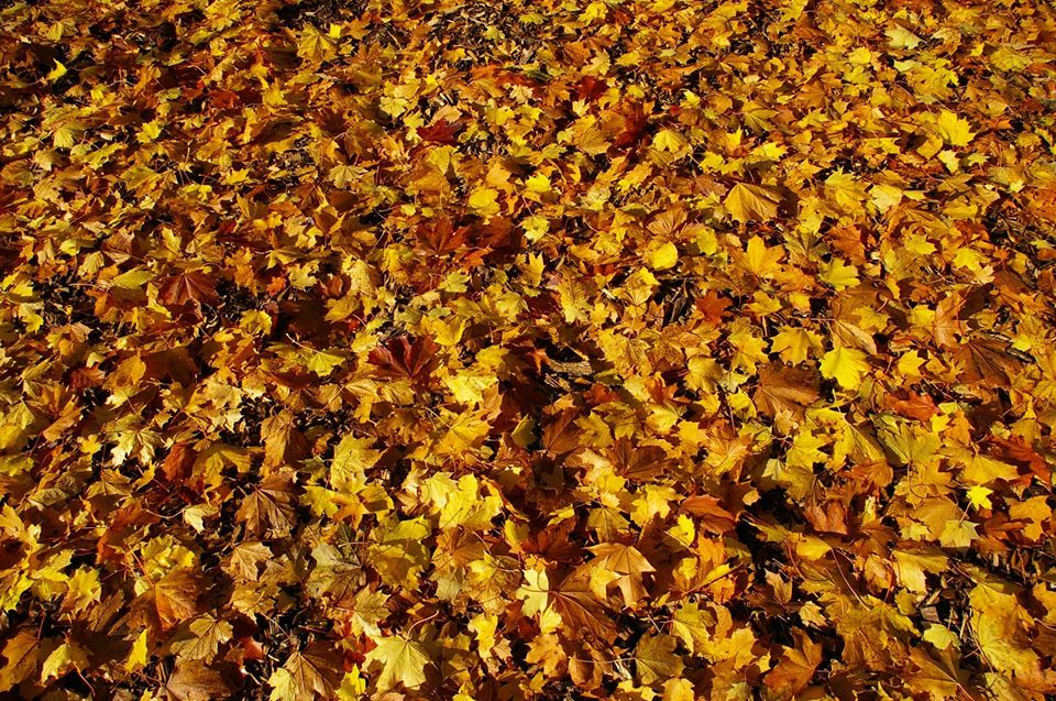 Waldboden im Herbst