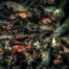 Waldboden im Herbst