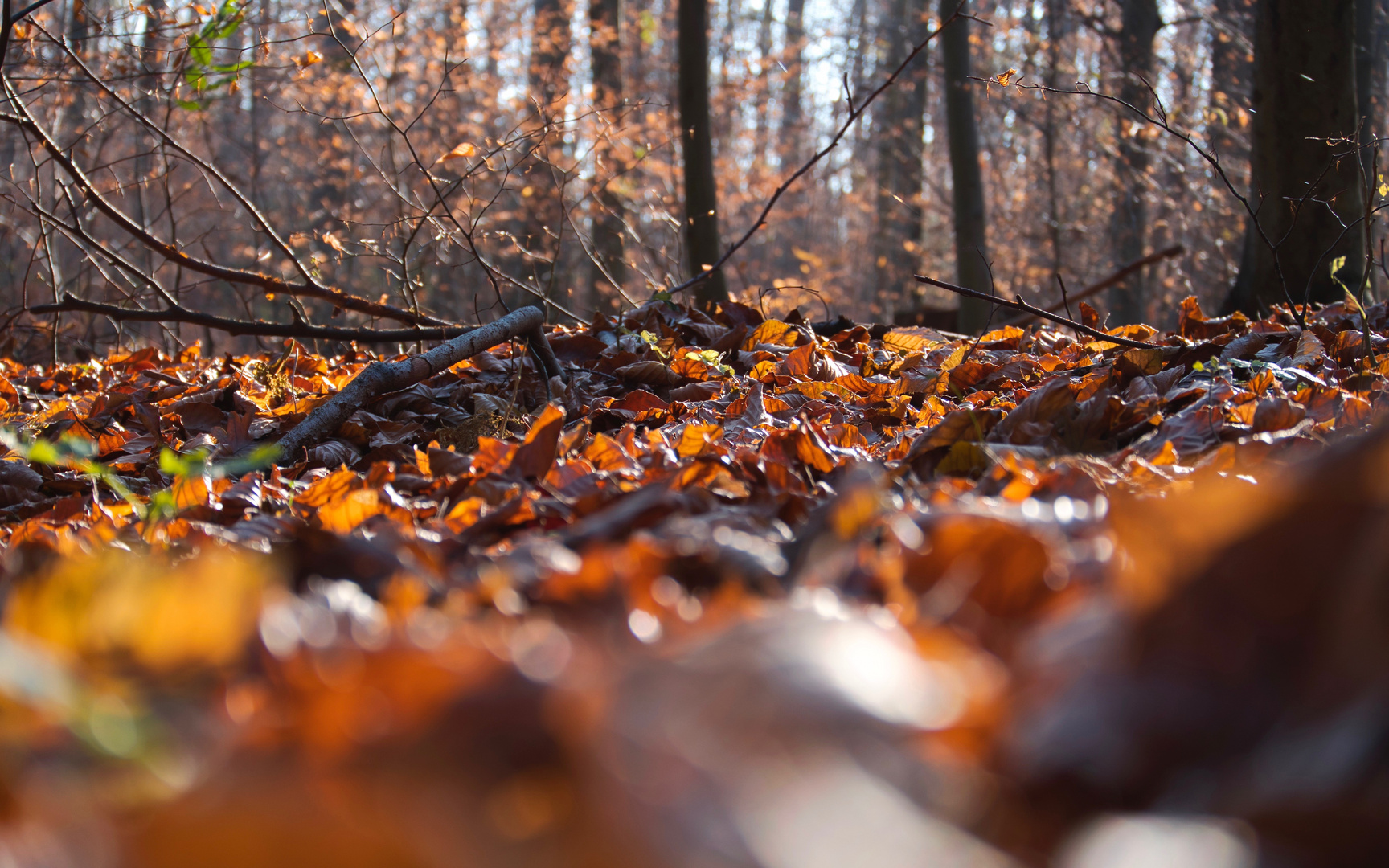 Waldboden im Herbst