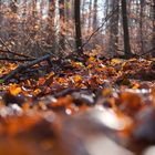 Waldboden im Herbst