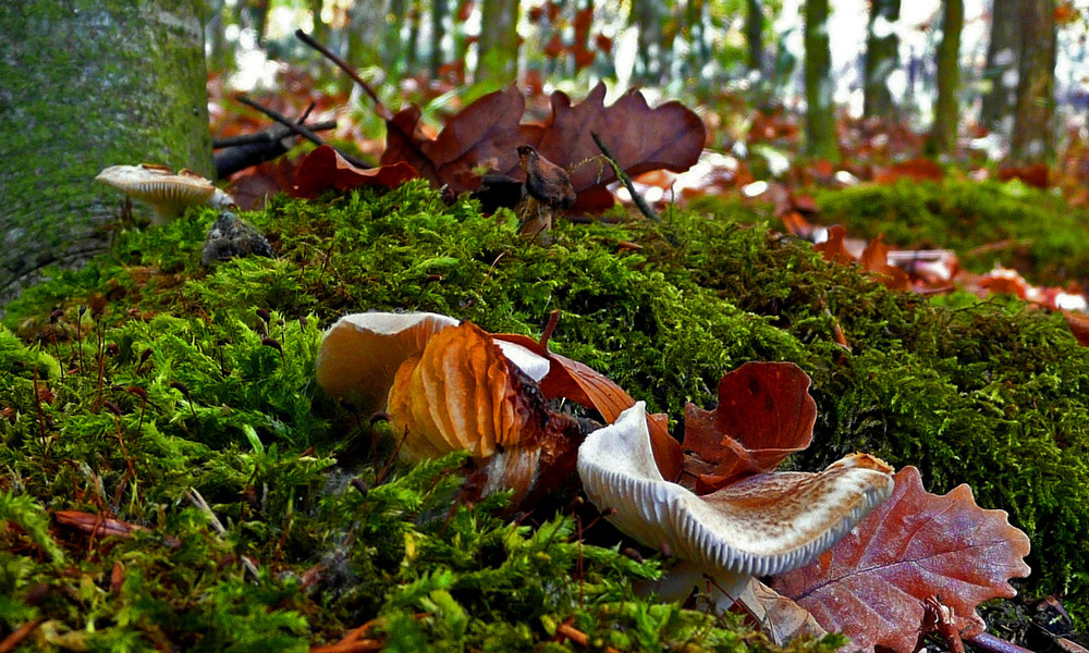 Waldboden im Herbst