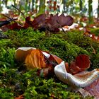 Waldboden im Herbst