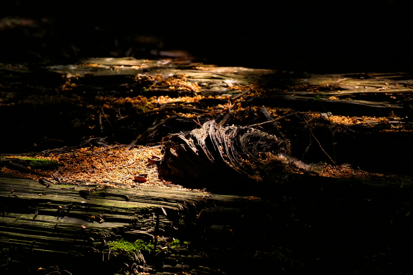 Waldboden, im schönen Licht