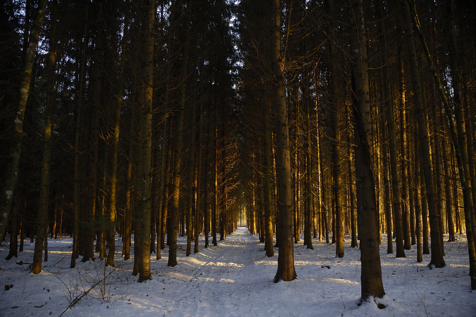 Waldboden im Winter