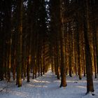 Waldboden im Winter