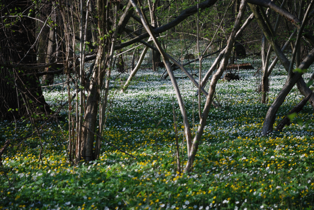 Waldboden in Farben