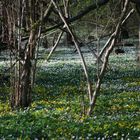 Waldboden in Farben