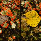  Waldboden mit Cladonia und Herbstlaub  (3D X-View)