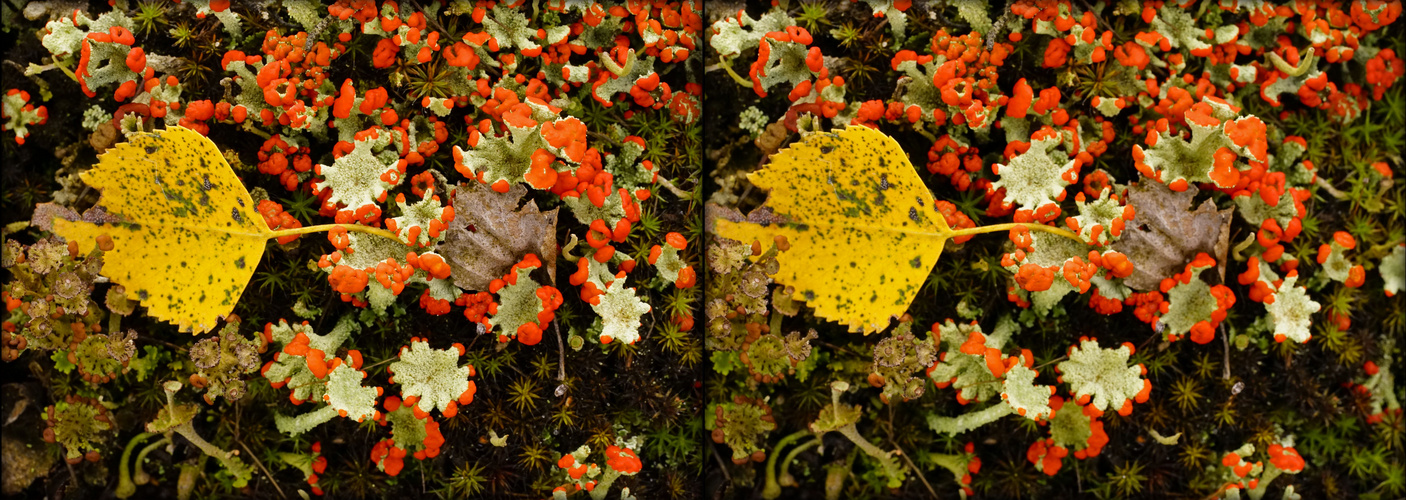  Waldboden mit Cladonia und Herbstlaub  (3D X-View)