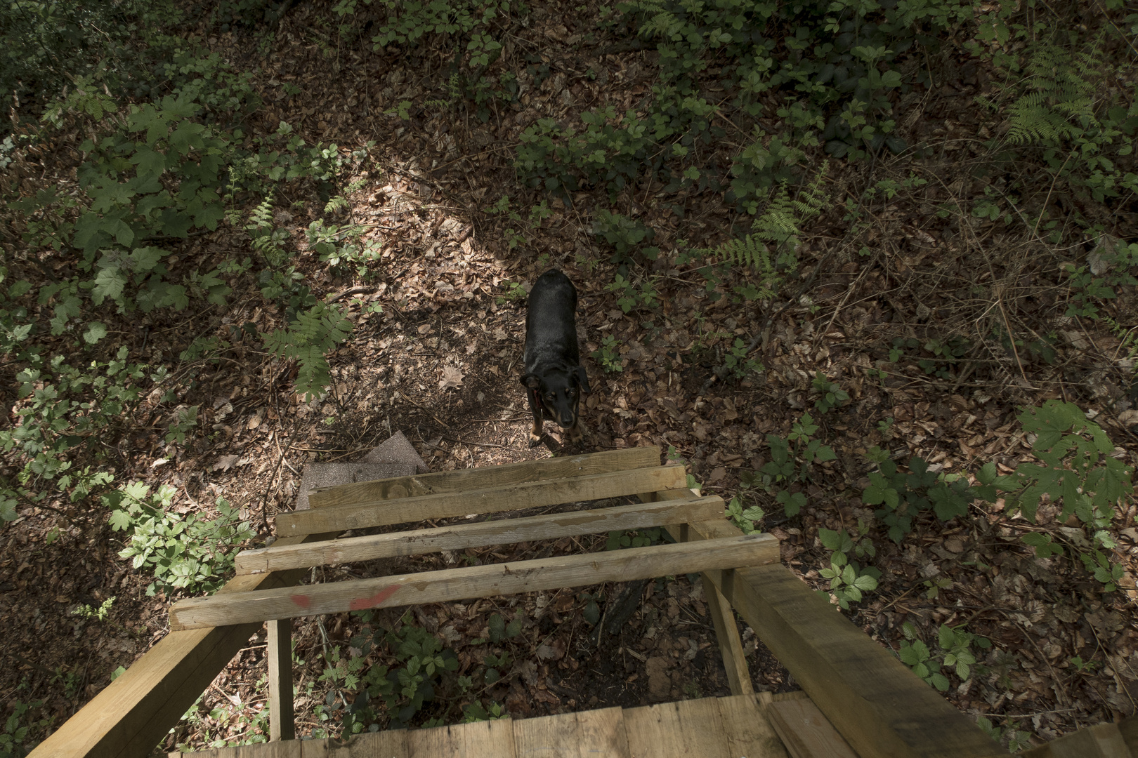 Waldboden mit Hund von Hochstand aus gesehen.