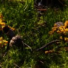 Waldboden mit kleinen gelben Moosblüten (3D-X-View)