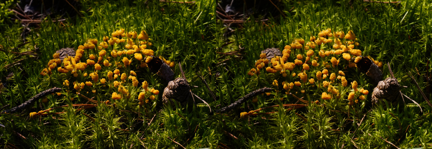 Waldboden mit kleinen gelben Moosblüten (3D-X-View)