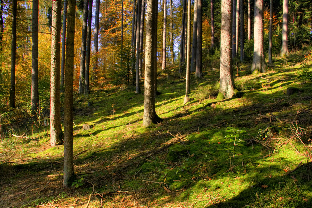 Waldboden mit Moos