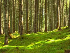 Waldboden nach Regen