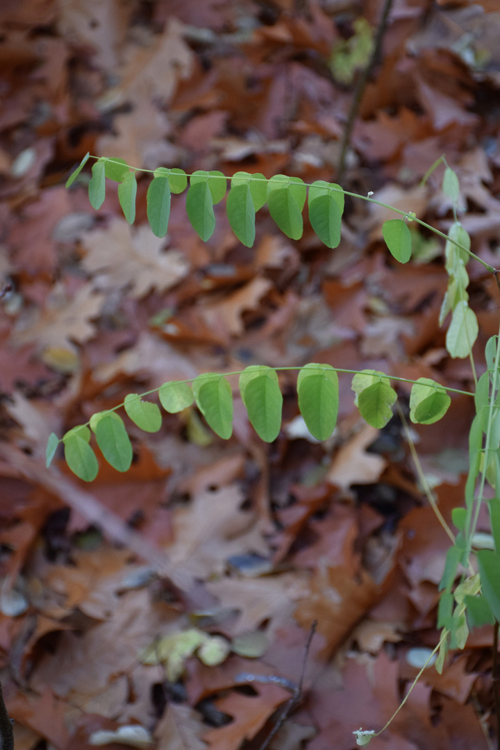 waldboden und grünes pflänzchen