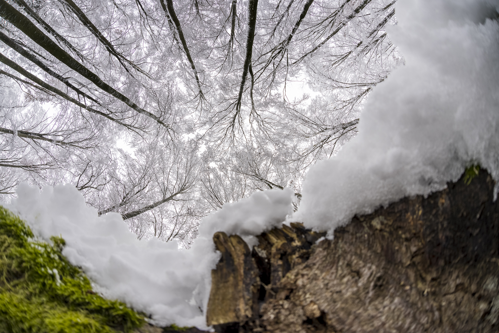 Waldbodenblick