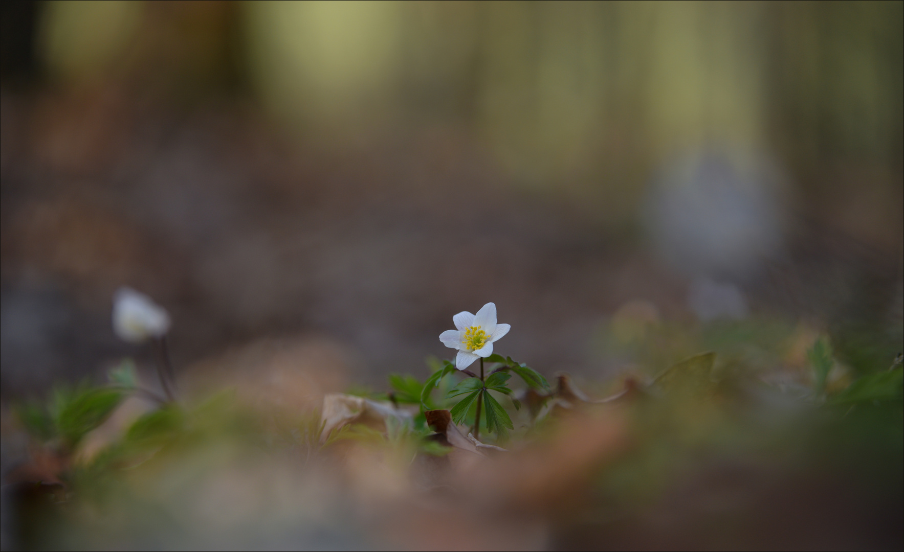 ~ WaldBodenGeschichten ~