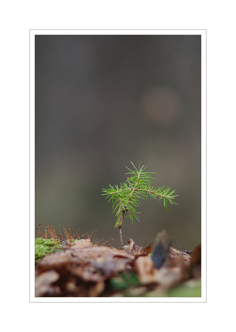 waldbodenimpression....