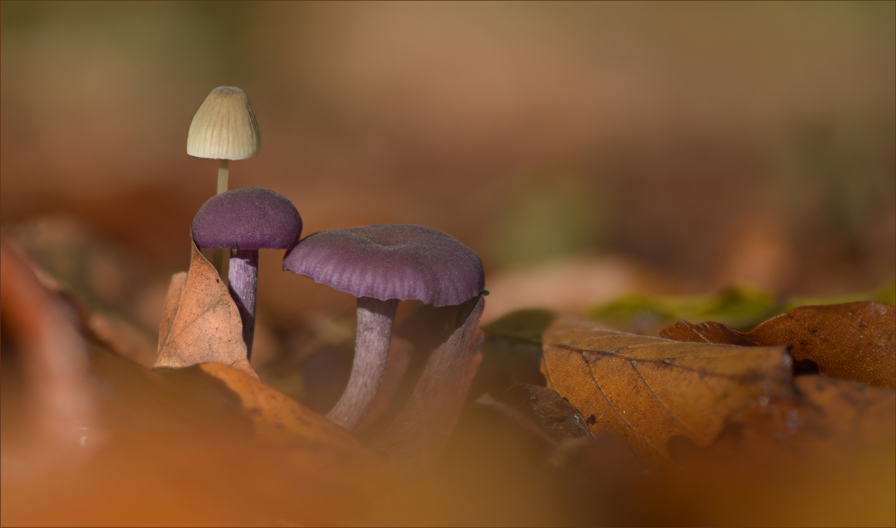 WaldbodenKuscheln