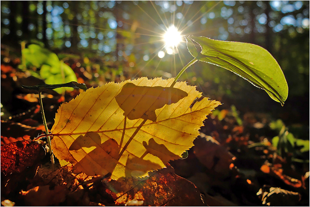 Waldbodenlicht