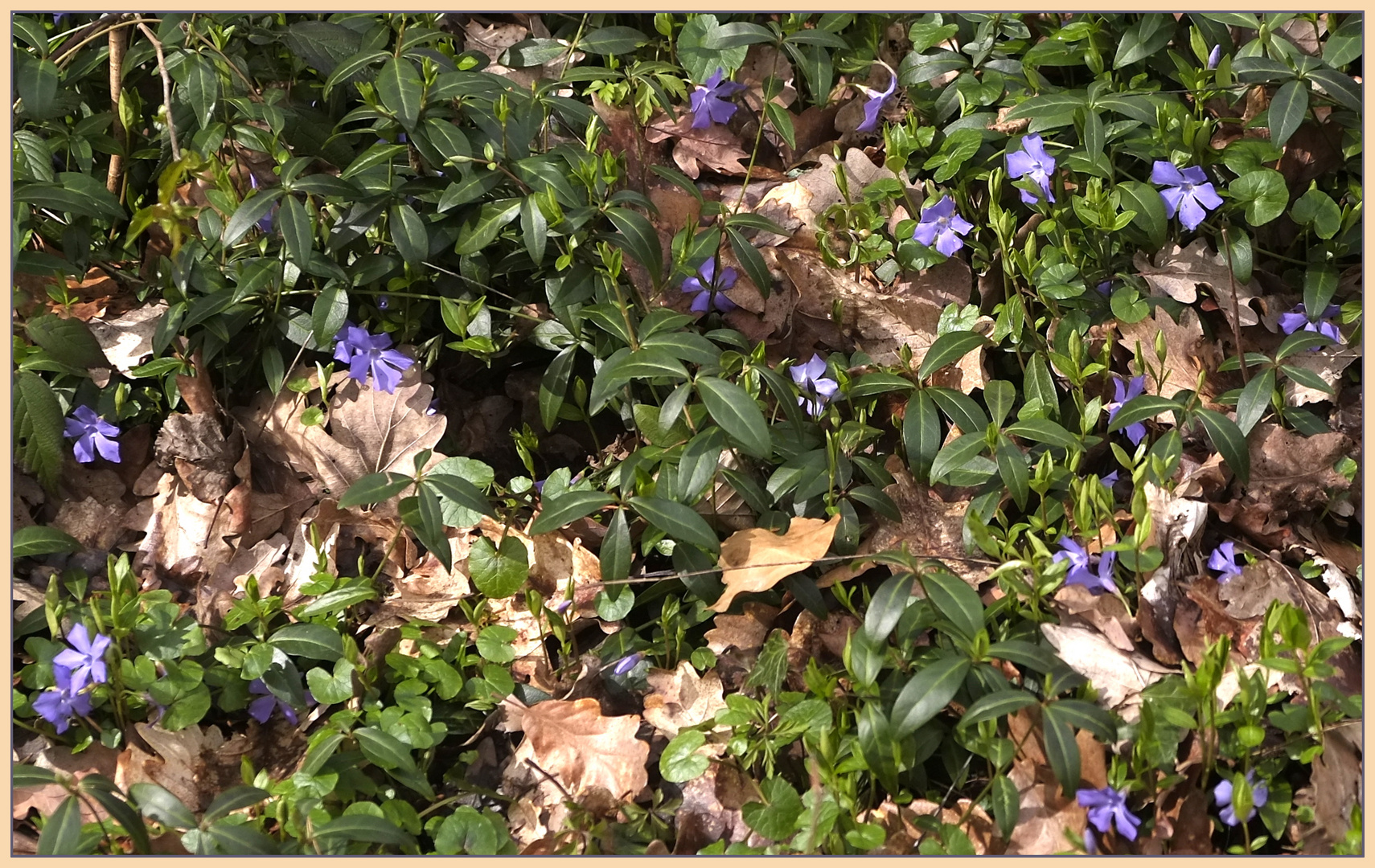 Waldbodenmittwochsblümchen