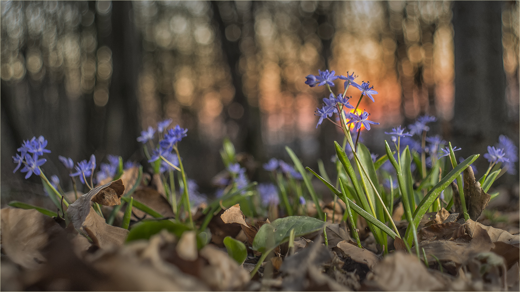 waldbodenpano mit sonne