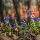 waldbodenpano mit sonne