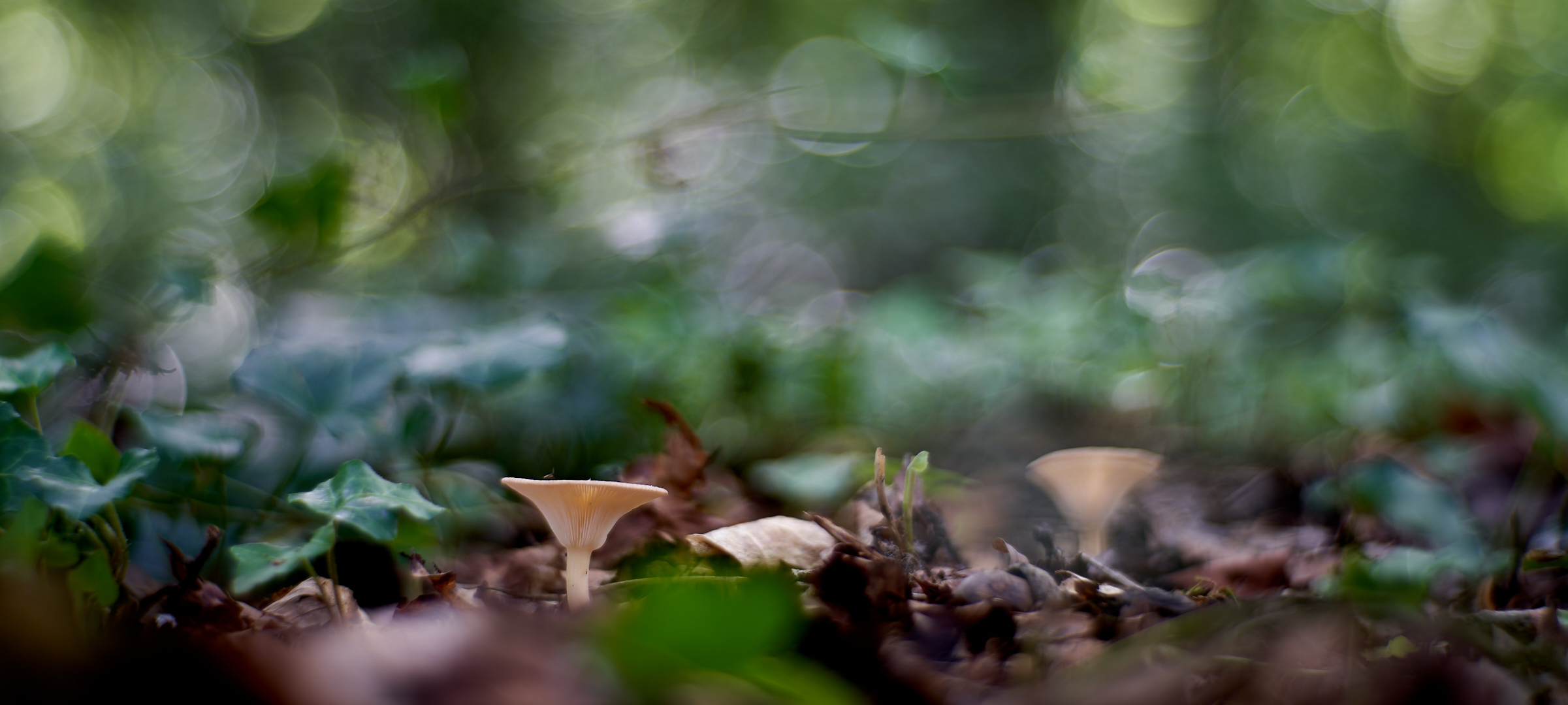 Waldbodenpanorama mit Pilzen