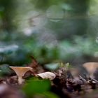 Waldbodenpanorama mit Pilzen