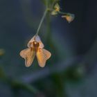 waldbodensommerblume