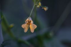 waldbodensommerblume