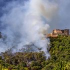 Waldbrand am Hambacher Schloss (2 von 3)