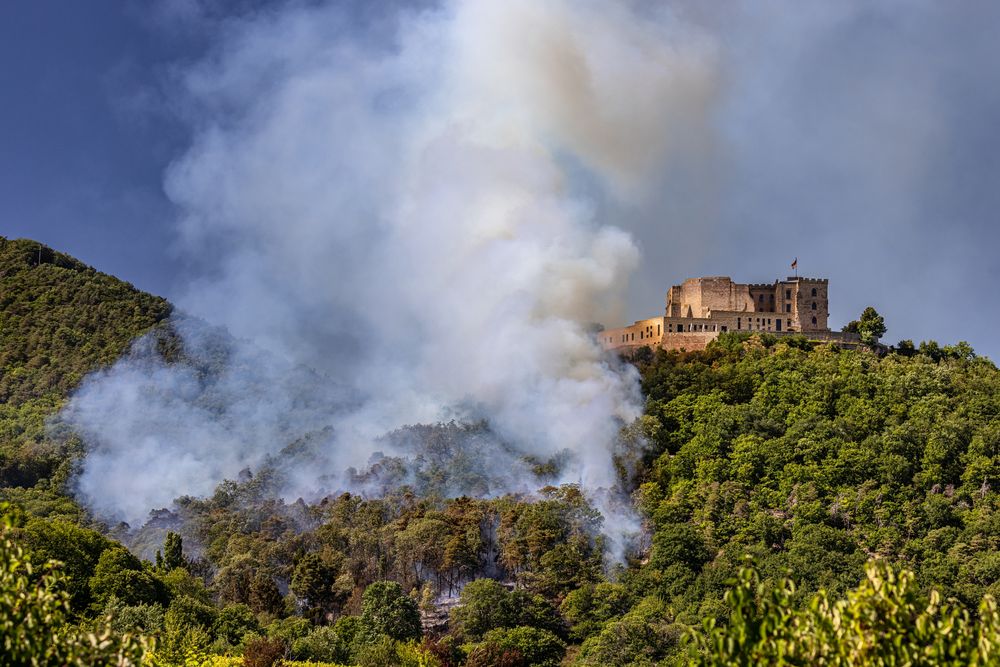 Waldbrand am Hambacher Schloss (2 von 3)