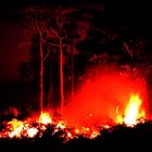 Waldbrand am Phu Kradung