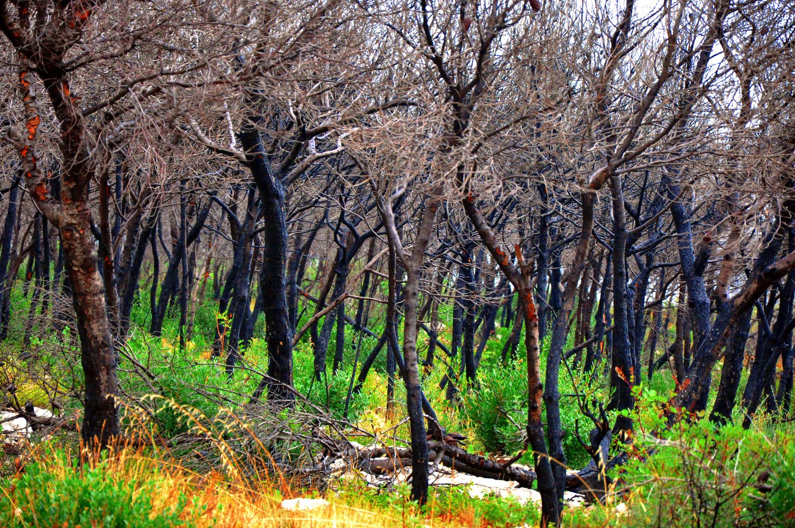 Waldbrand auf Zakynthos