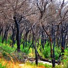 Waldbrand auf Zakynthos