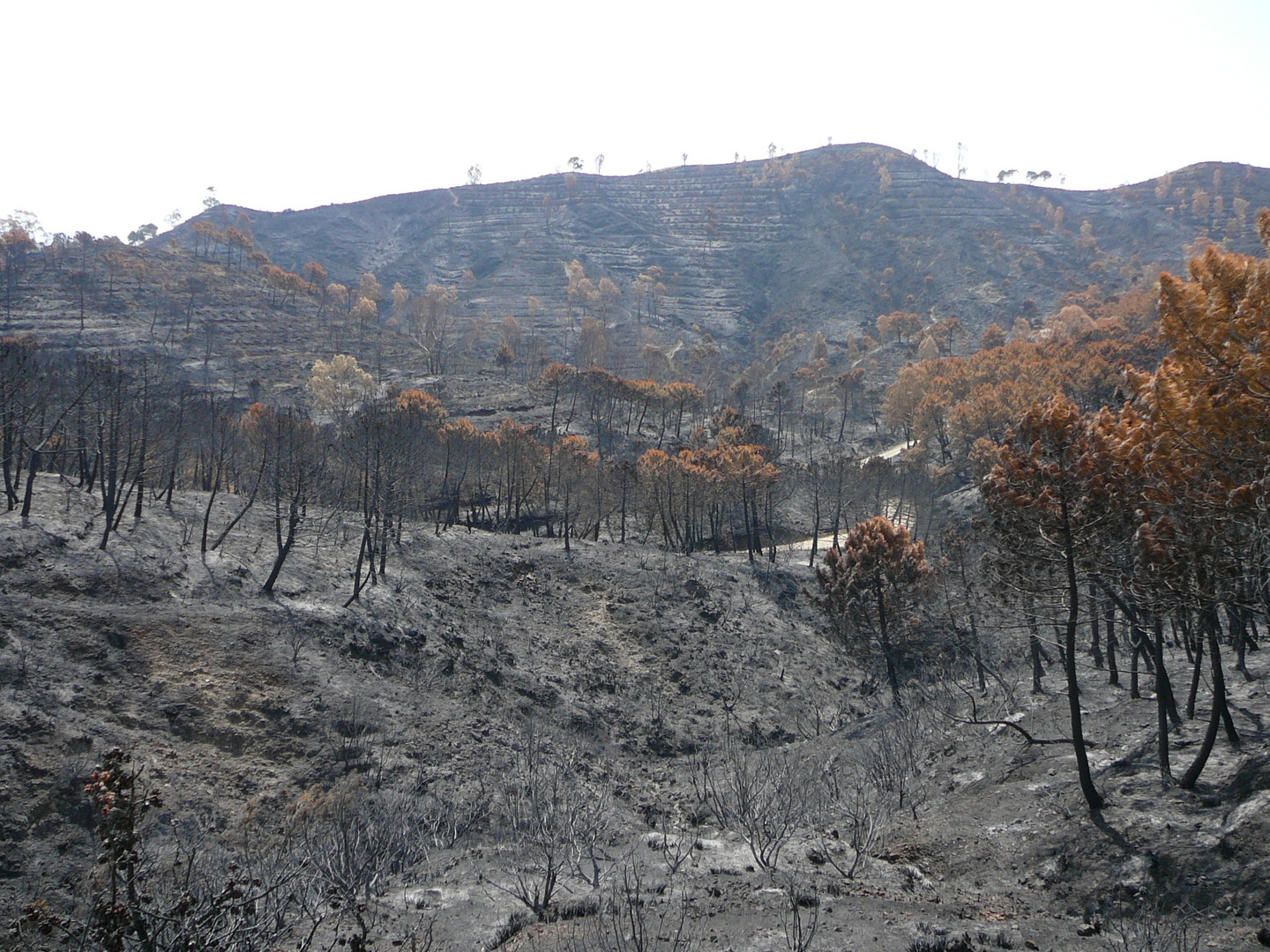 Waldbrand bei Ojen (2)