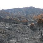 Waldbrand bei Ojen (2)