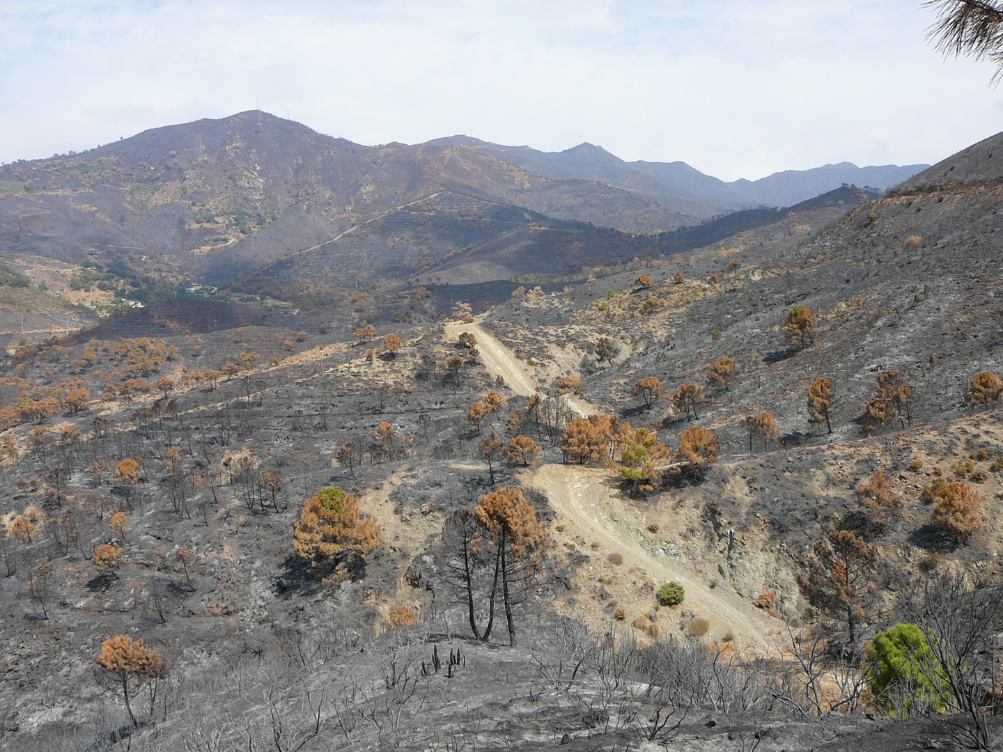 Waldbrand bei Ojen (3)