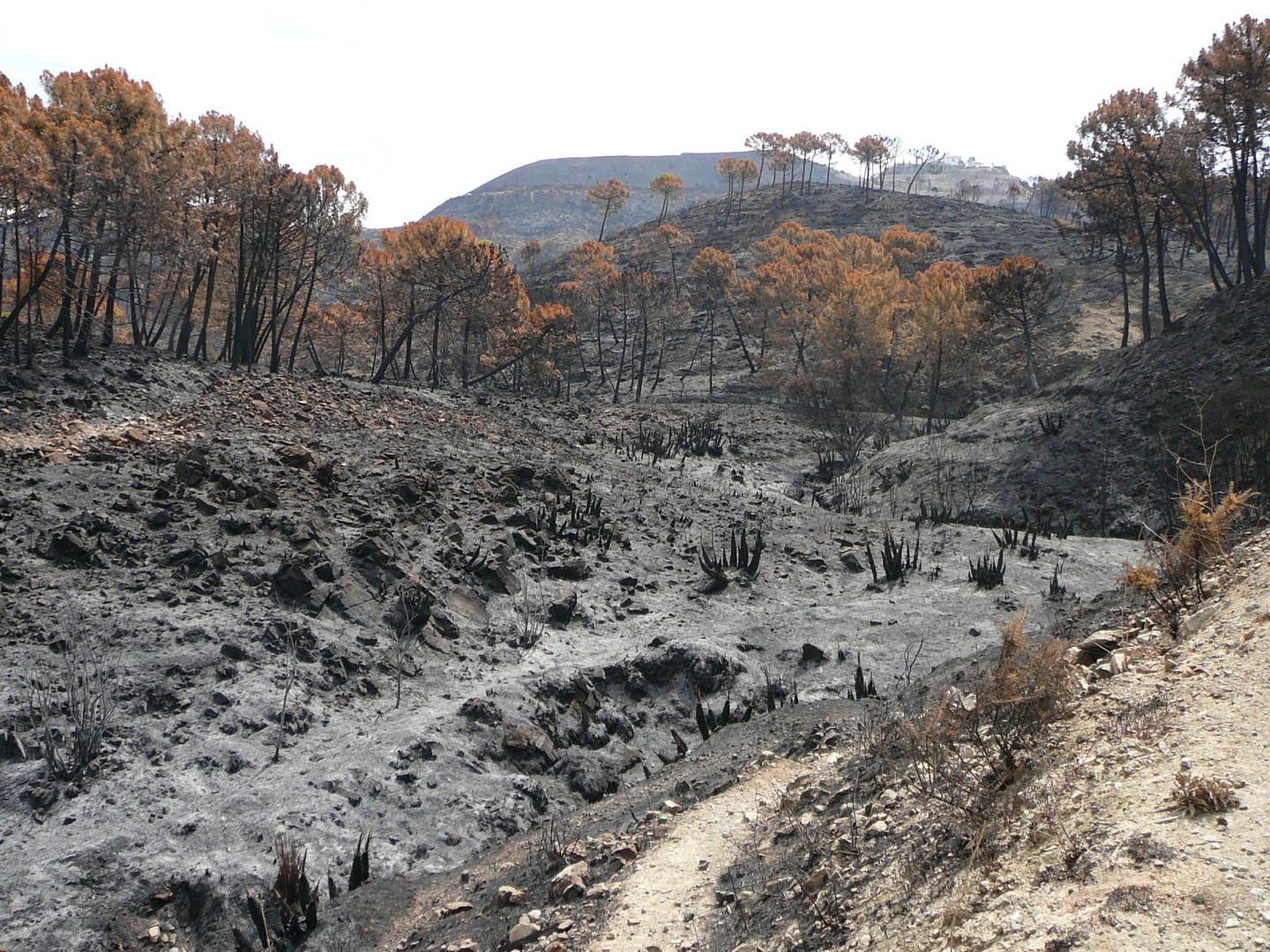 Waldbrand bei Ojen (5)