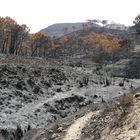 Waldbrand bei Ojen (5)