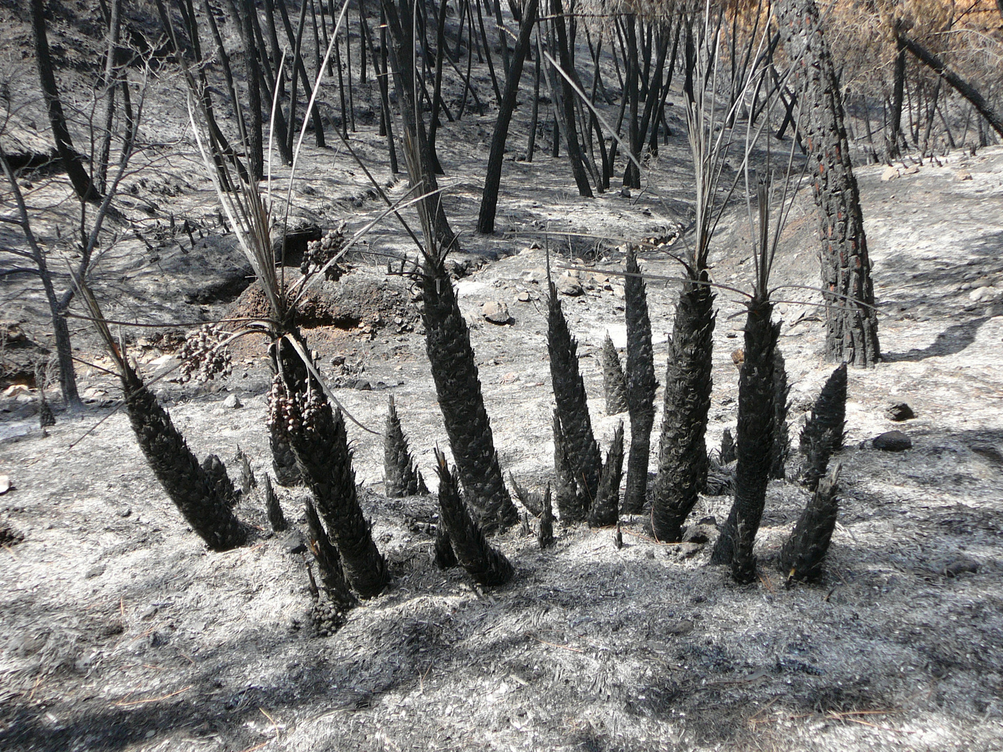 Waldbrand bei Ojen (6)