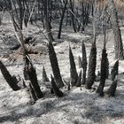 Waldbrand bei Ojen (6)